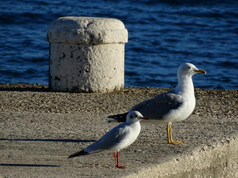 Guesthouse Pjaceta Split Eksteriør bilde